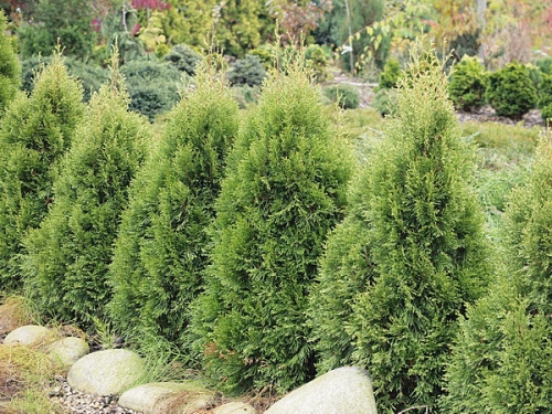 Thuja occidentalis 'Smaragd Witbond' 